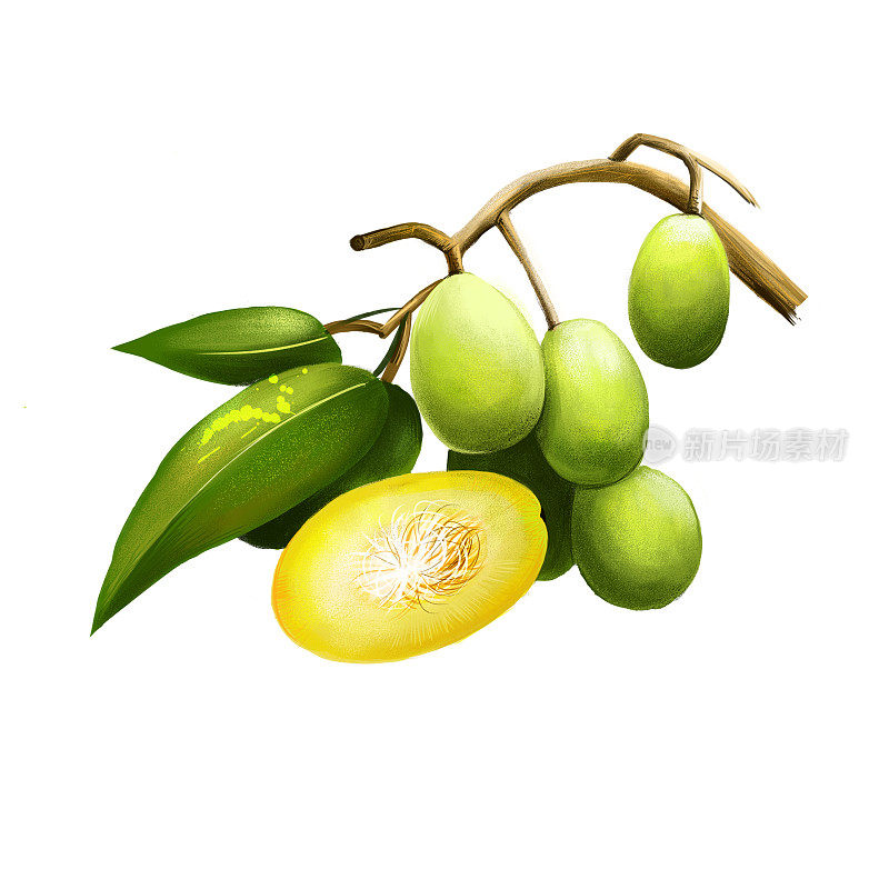 洋脊俗称伞。赤道或热带树种，果实含有纤维状核。Kedondong, buah long long, pomme cythere, june plum, juplon，金苹果，金梅。